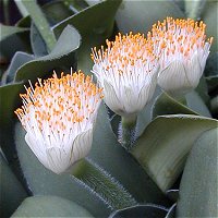 Haemanthus