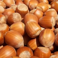 Hazelnuts