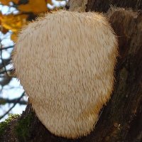 Hericium erinaceus