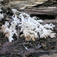 Hericium ramosum