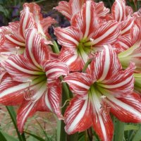 Hippeastrum