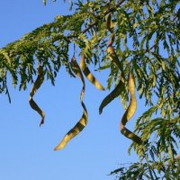 Honey Locust