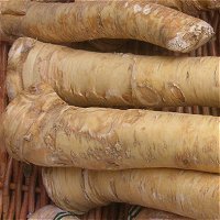 Horseradish