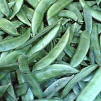 Hyacinth Bean