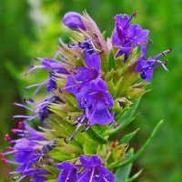 Hyssop