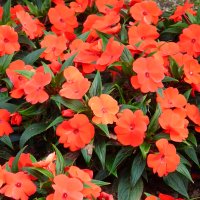 Impatiens