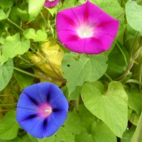 Ipomoea