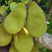 Jackfruit