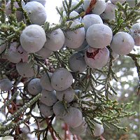 Juniper Berry