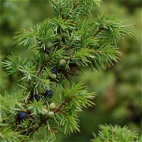 Juniperus