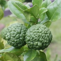 Kaffir Lime