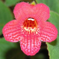 Kohleria