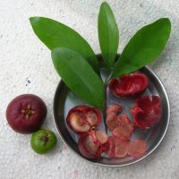 Kokum