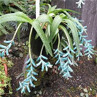 Lachenalia