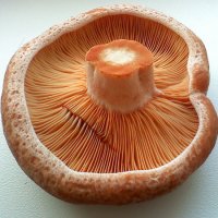 Lactarius deliciosus