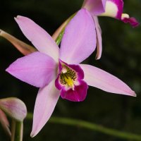 Laelia