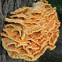 Laetiporus sulphureus