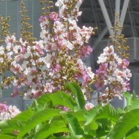 Lagerstroemia floribunda