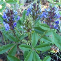 Largebract Indian Breadroot