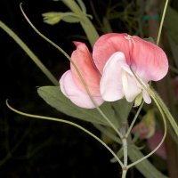 Lathyrus