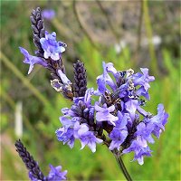 Lavandula