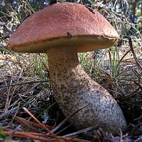 Leccinum aurantiacum