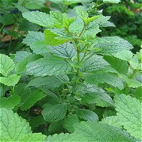 Lemon Balm