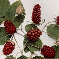 Loganberries