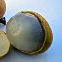 Longan