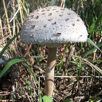 Macrolepiota procera