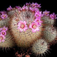 Mammillaria