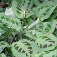 Maranta leuconeura