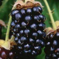 Marionberries