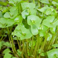 Miner's Lettuce