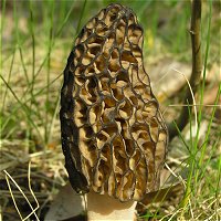 Morchella conica