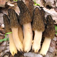 Morchella elata