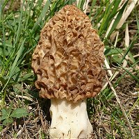 Morchella esculenta