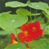 Nasturtium