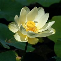 Nelumbo lutea