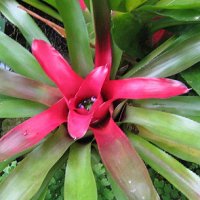 Neoregelia carolinae