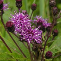 New York Ironweed