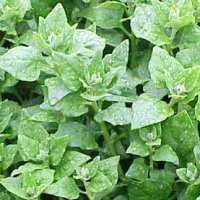 New Zealand Spinach