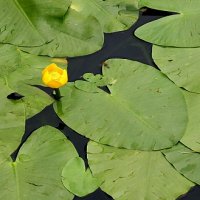 Nuphar lutea