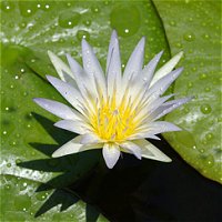 Nymphaea caerulea