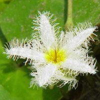 Nymphoides indica