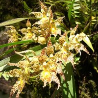 Odontoglossum