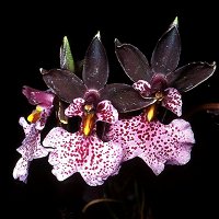 Oncidium