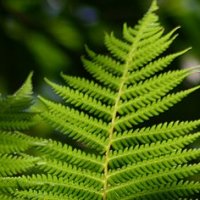 Our Fern Garden