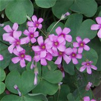 Oxalis