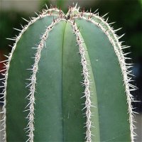 Pachycereus